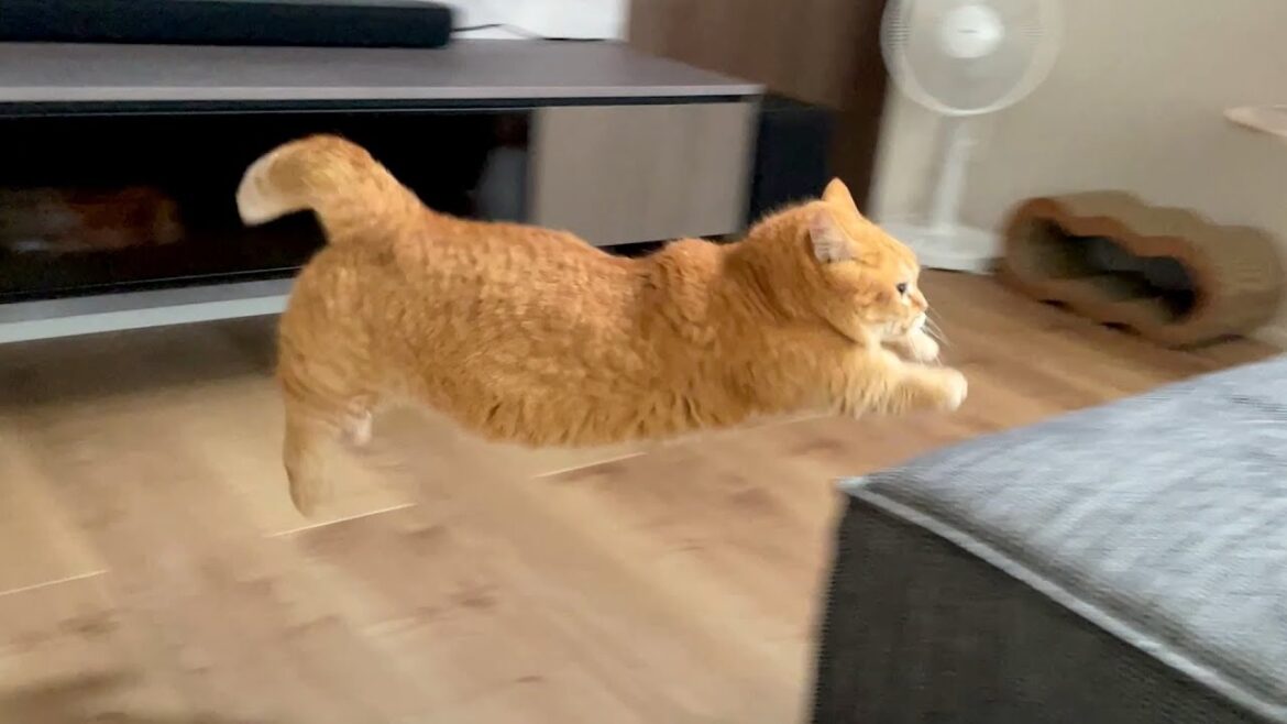 プリン（11歳）本気のトイレハイ！