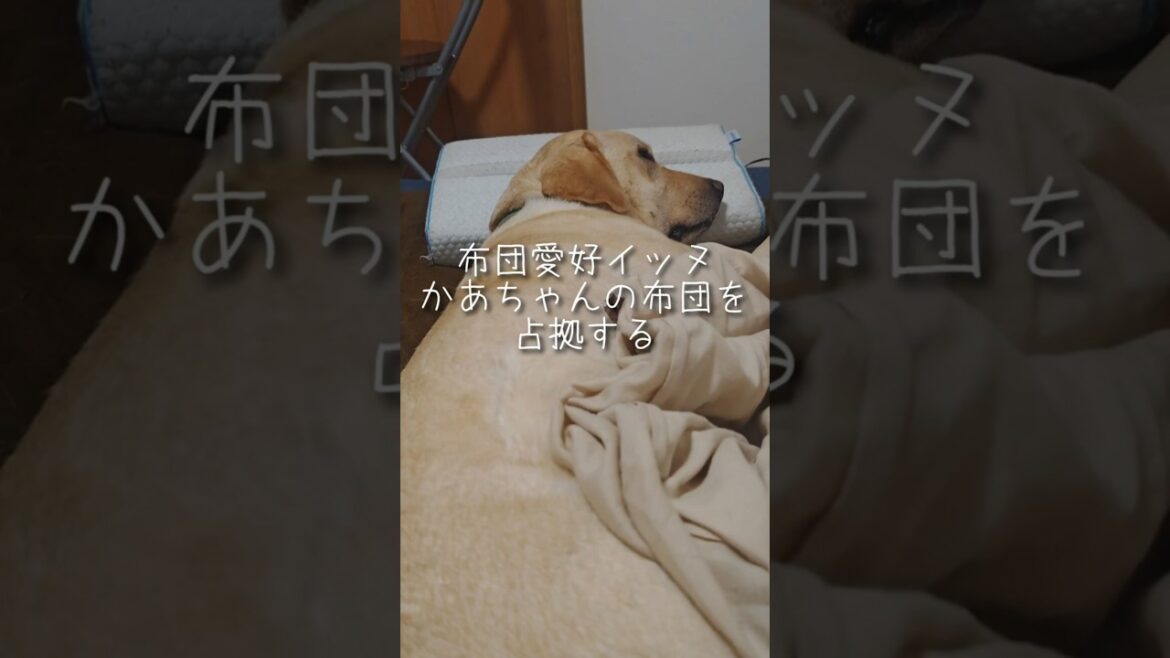 布団愛好イッヌはどこにでも現る #ラブラドールレトリバー #ラブラドール #大型犬のいる生活 #shorts