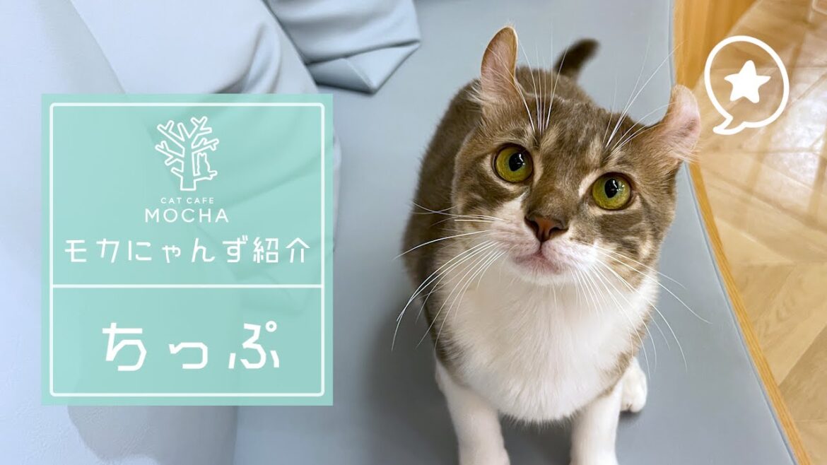 ちっぷ（アメリカンカール♂）吉祥寺店