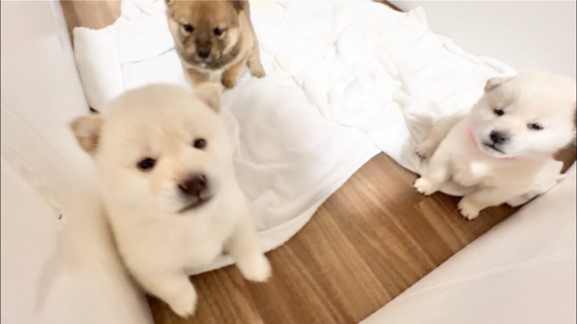 【柴犬 子犬】好奇心旺盛すぎて自由すぎる子犬