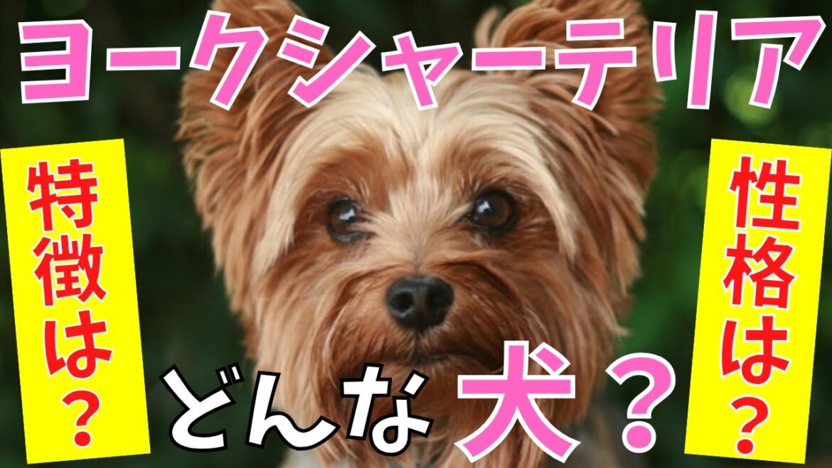 【徹底解説】ヨークシャーテリアの特徴・性格・飼いやすさなどをペットショップ店長が教えます！