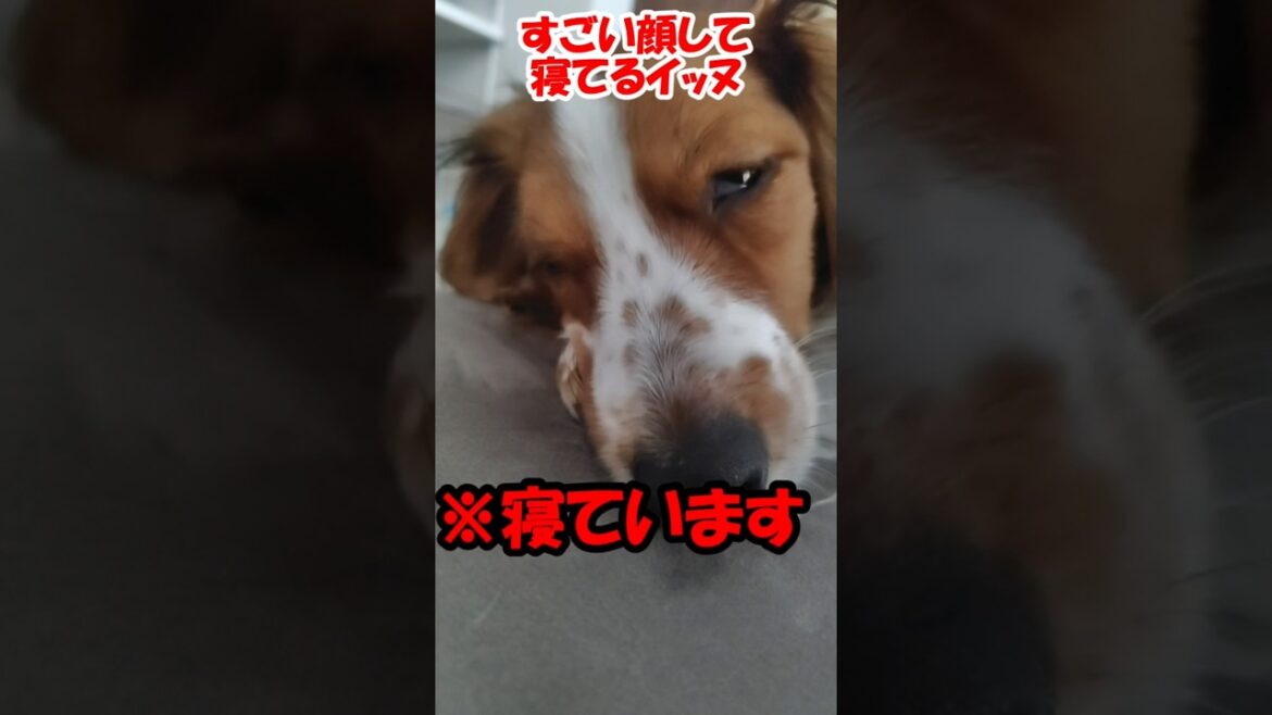 すごい顔して寝てるイッヌ【コーイケルホンディエ】
