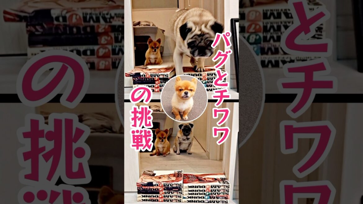 パグとチワワの挑戦が予想外の結末に！？#パグ #チワワ #老犬