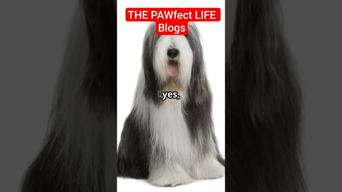 "BEARDED COLLIE: A charming canine companion with a fascinating history. #beardedcollie #scotland