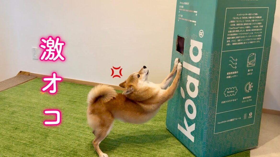 箱から出られないママを見つけ心配で怒る柴犬が可愛い