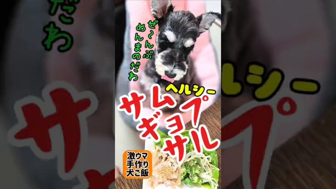 サムギョプサル!めんま本日の激ウマ手作り犬ごはん【ミニチュアシュナウザー】#めんまのへや#わんこごはん#犬のいる生活 サムギョプサル!めんま本日の激ウマ手作り犬ごはん【ミニチュアシュナウザー】#めんまのへや#わんこごはん#犬のいる生活