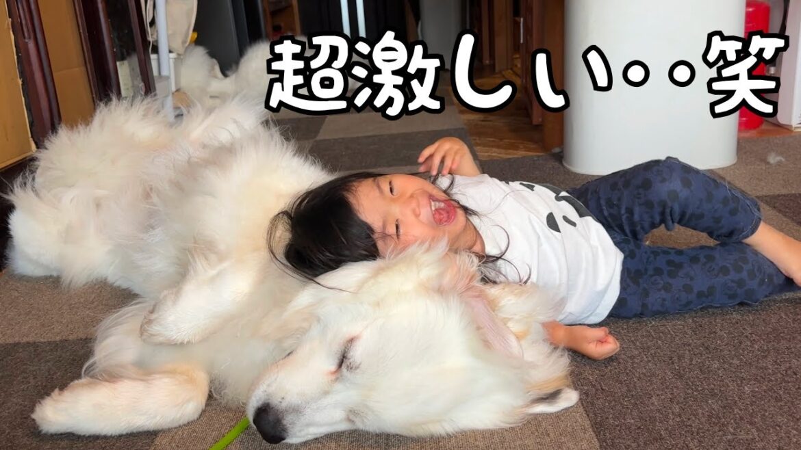【相思相愛】大好きが溢れて全力でもふもふしあう3歳児と超大型犬が可愛すぎました♡｜グレートピレニーズ＆オールドイングリッシュシープドッグ＆トイプードル