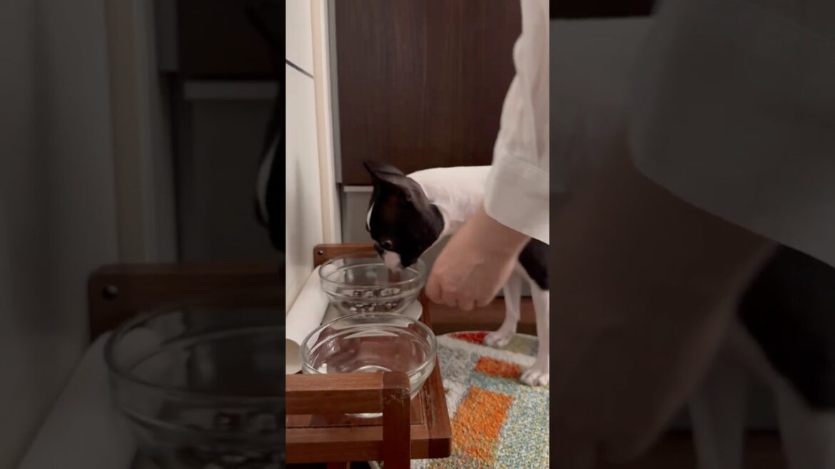 おはよう！メルの朝ごはん #ボストンテリア #ボステリ #bostonterrier