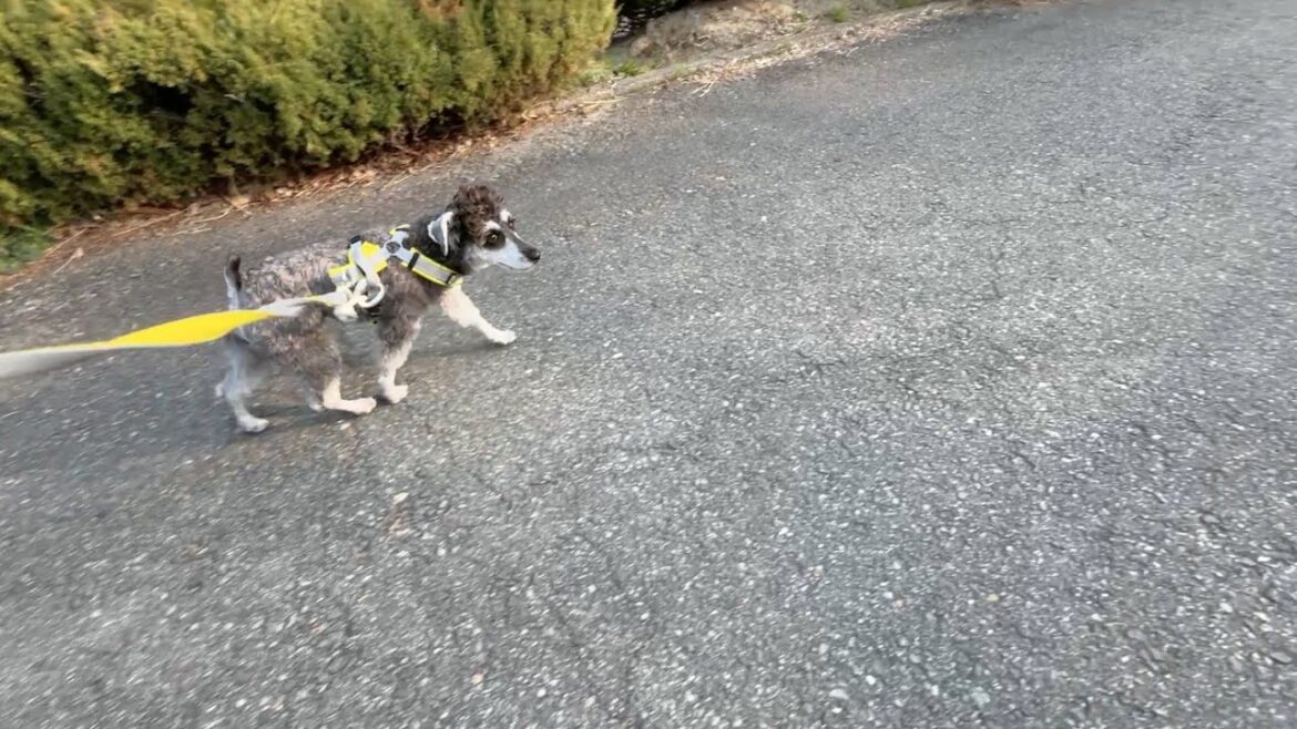 ミニチュアシュナウザー　どんぐりのおさんぽたいむ６