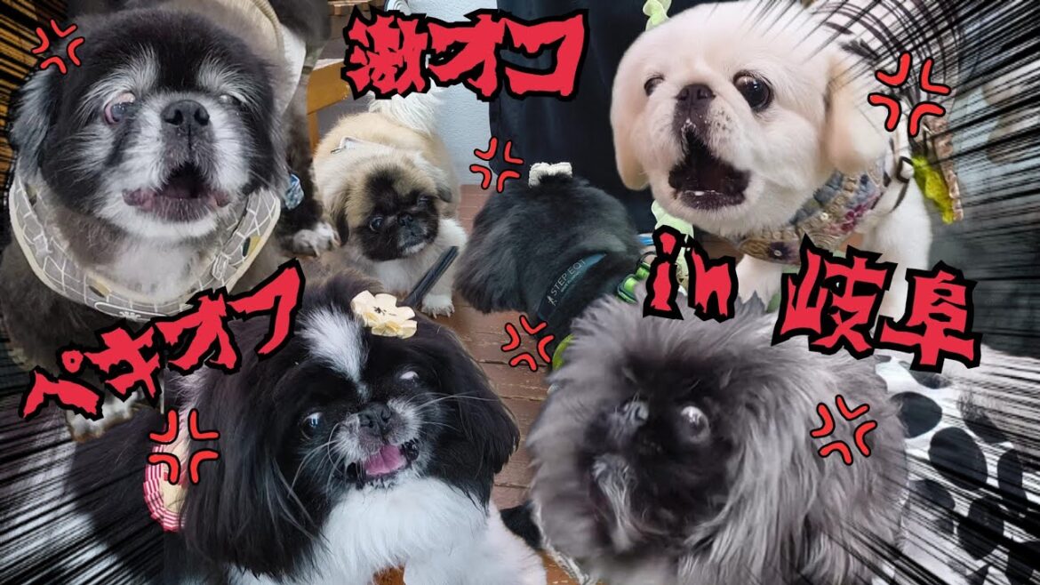 【ガウガウ大会開催】ペキオフin岐阜