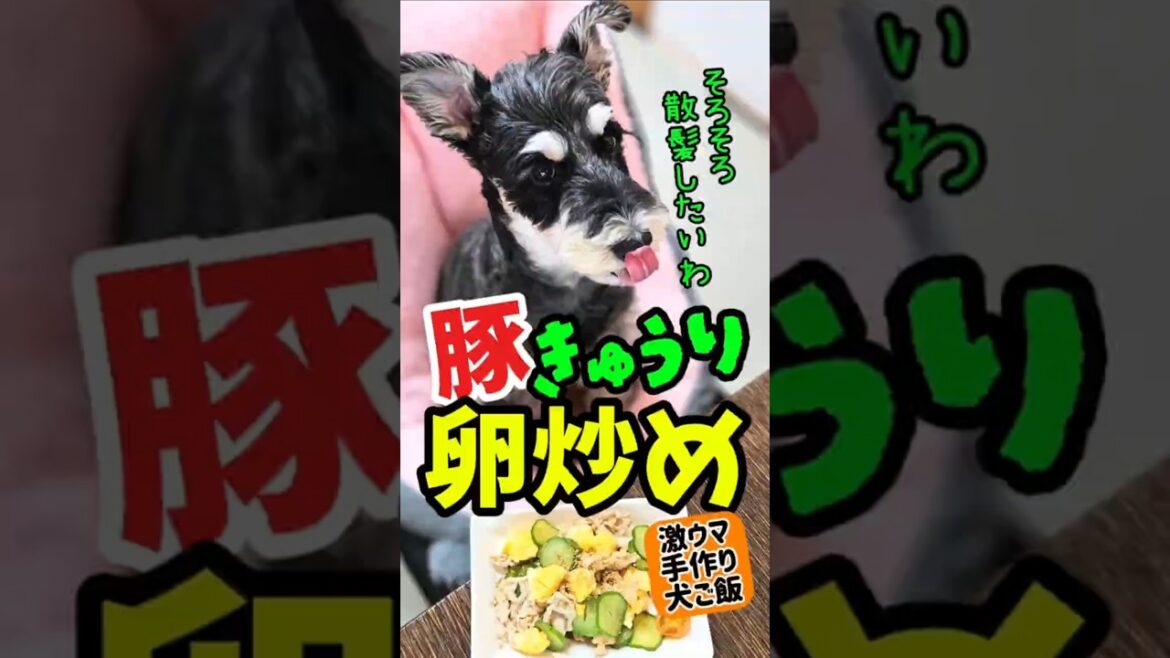豚きゅうりの卵炒め！めんま本日の激ウマ手作り犬ごはん【ミニチュアシュナウザー】#めんまのへや#わんこごはん#犬のいる生活