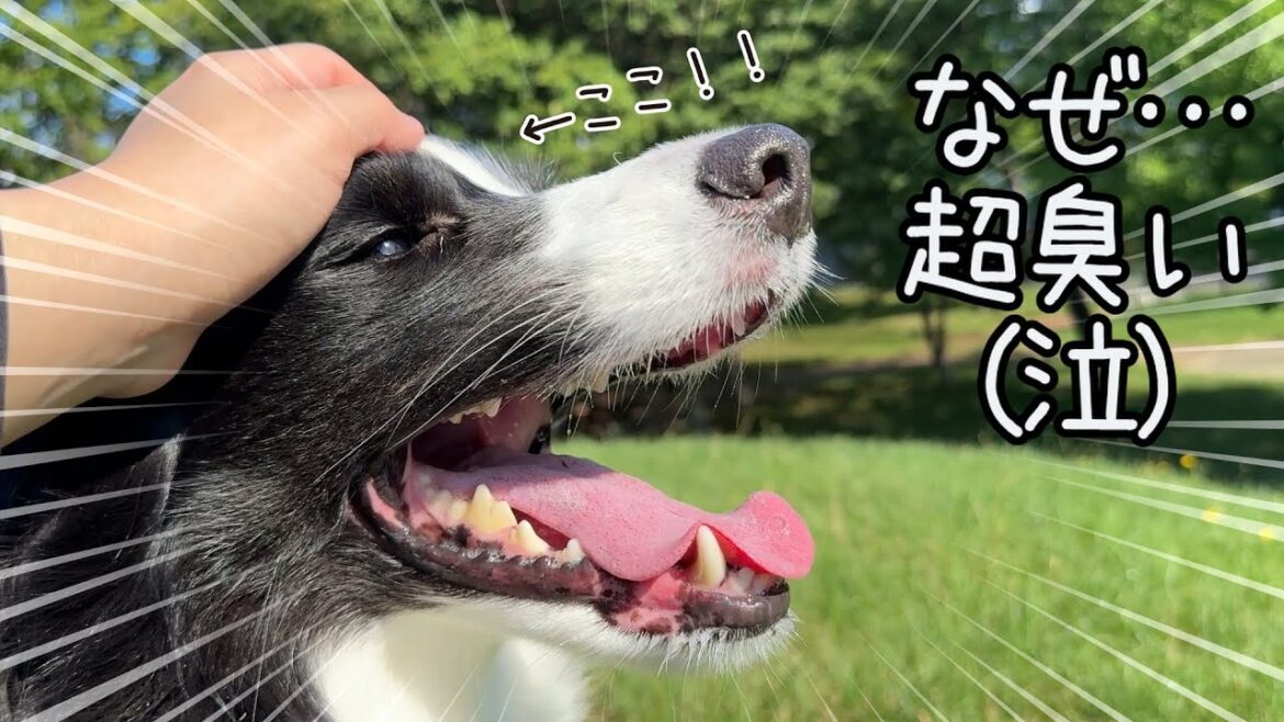 ギャグ線高いボーダーコリーが面白すぎる件🤣ハプニング連続のおさんぽ！賢いボーダーコリーも面白い子がいるんです…
