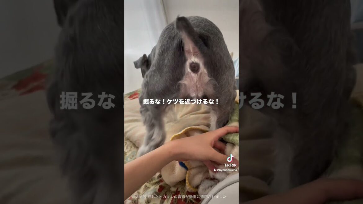 初めて飼った犬を甘やかした結果…。 #シュナウザー #ミニチュアシュナウザー