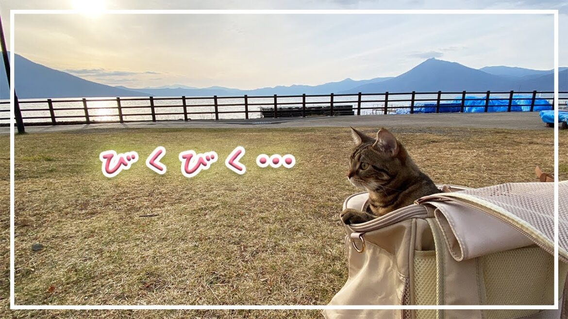 【ほっけ】子猫と行く初めての湖畔！【アメショ】#猫