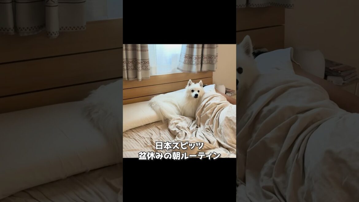 【盆休み初日】平和すぎる日本スピッツの朝ルーティン#日本スピッツ #癒し #shorts