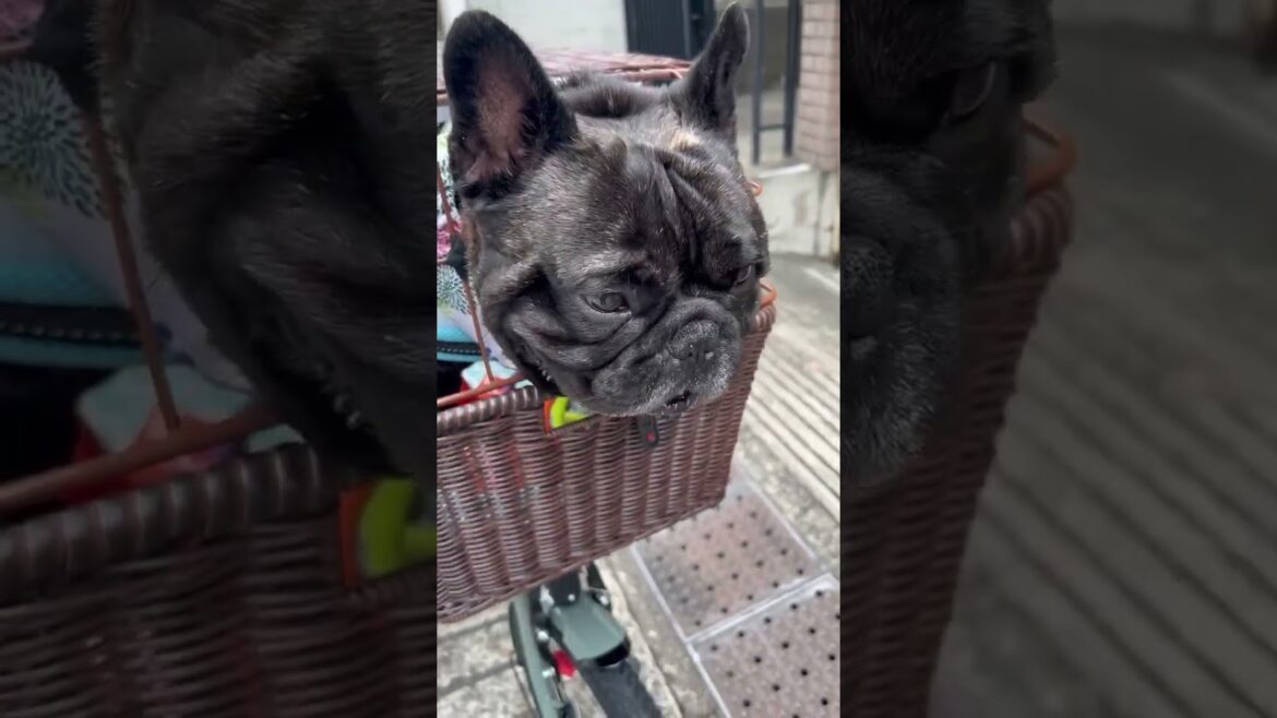 専用車自転車できました。#大 #pug #puppy #cute #frenchbulldog #フレンチブルドッグ #pets #かわいいフレンチブルドッグ #柴犬 #ケント #music