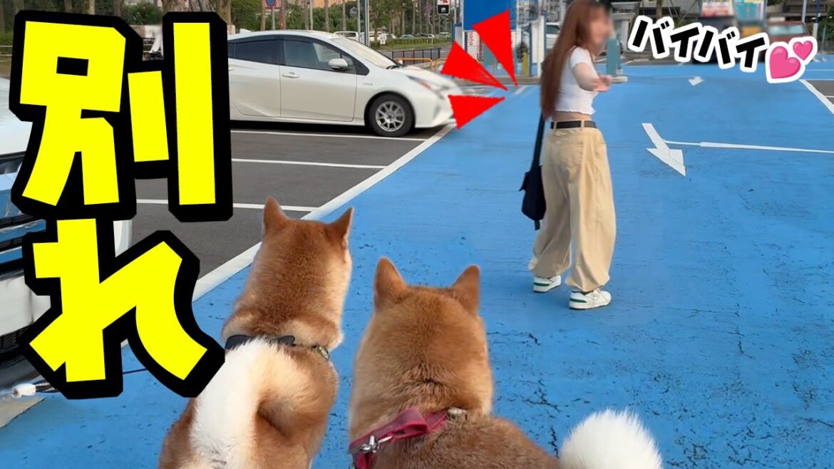大好きな娘との別れ際、必死で追いかける柴犬姉妹が切ない