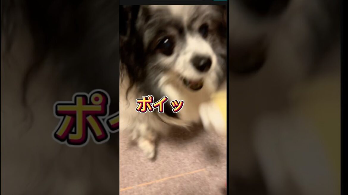 【パピヨン】犬とキャッチボール🐾ほいっ→キャッチ✨