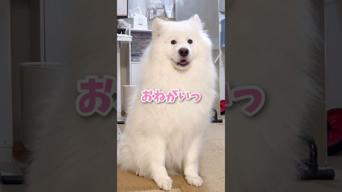 「やだ」がちゃんと言えるサモエドが可愛い #samoyed #サモエド #癒し