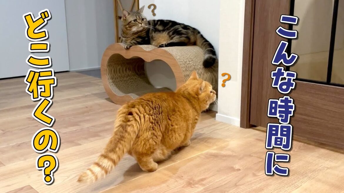 深夜に家を出ていくパパを名残惜しそうに見送る猫たちが可愛すぎる! 深夜に家を出ていくパパを名残惜しそうに見送る猫たちが可愛すぎる!