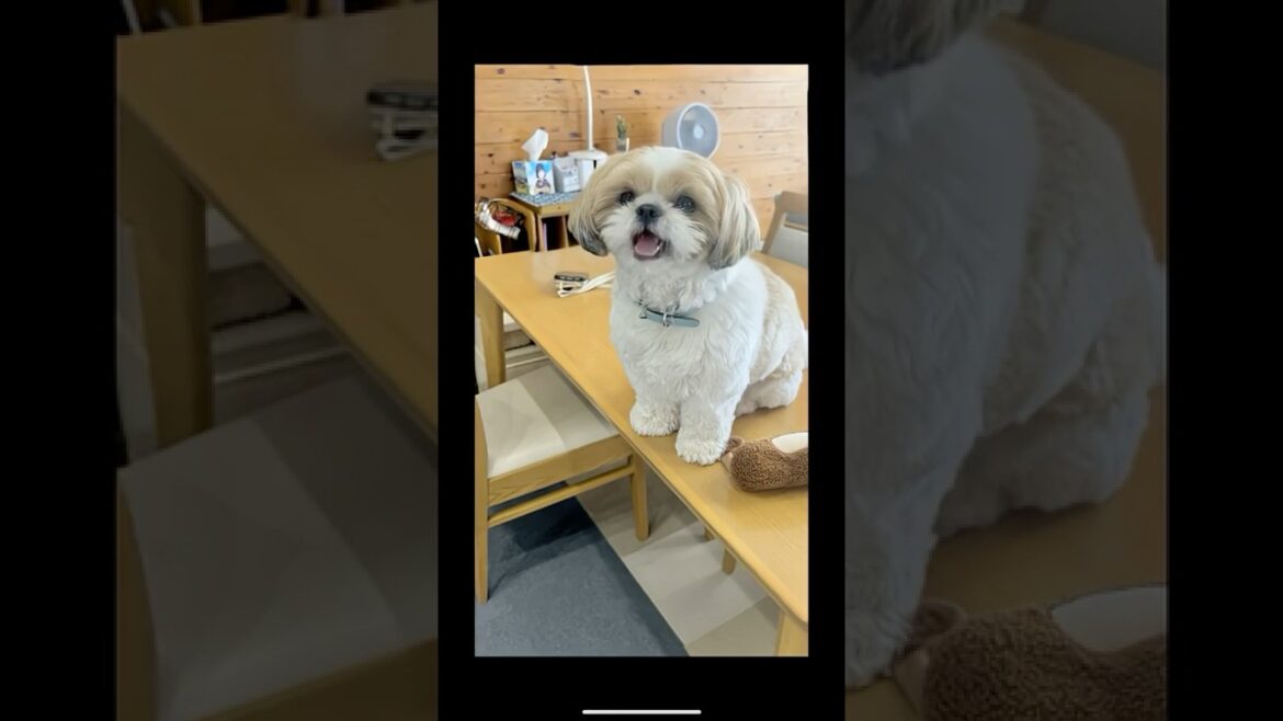 PON🎉#犬 #シーズー #shihtzu #shorts