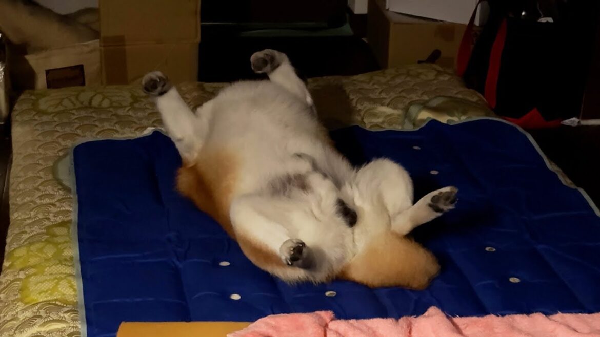深夜1時の柴犬