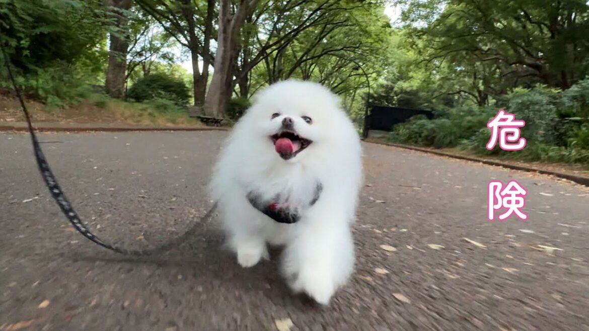 早朝散歩で危険な目に遭いかけました