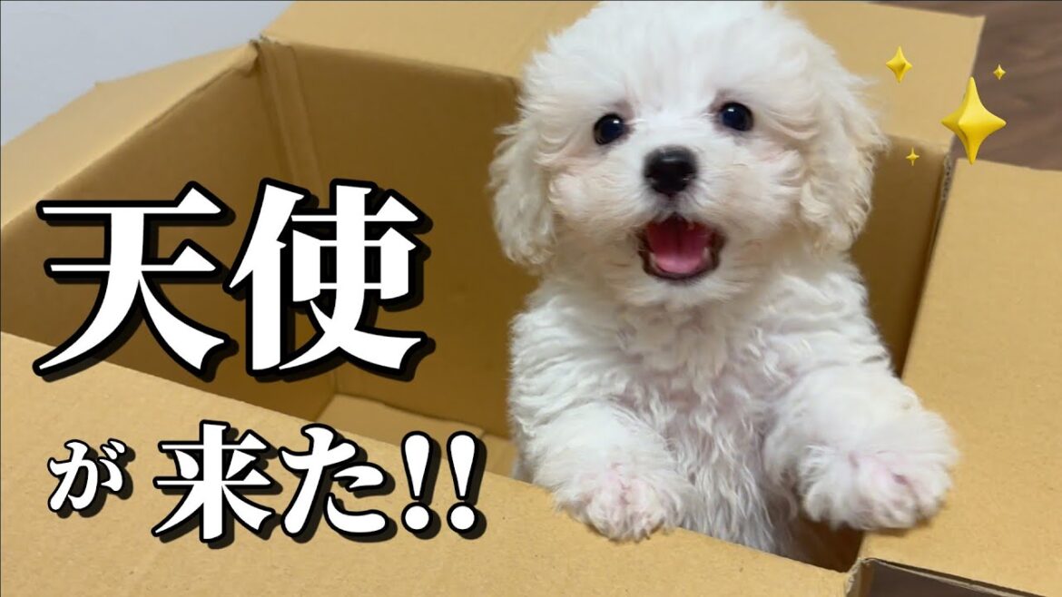 【お迎え初日】生後68日の可愛すぎるビションフリーゼの子犬を新しい家族にお迎えしました。