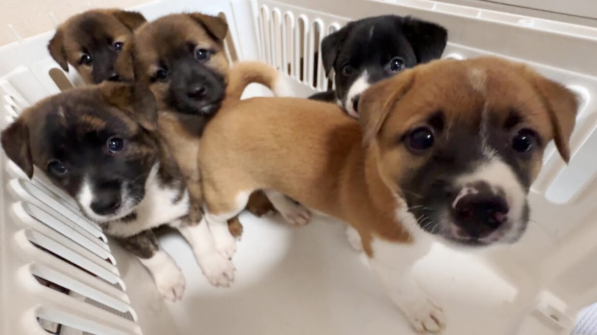 【生後２ヶ月】山の中で保護された子犬５匹をお迎えする事になりました！