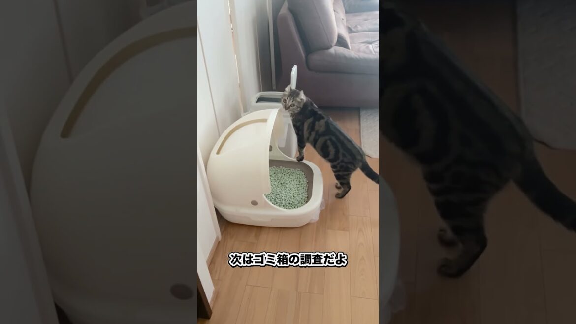調査で忙しいくーちゃんの朝　#猫 #アメリカンカール #ニャルソック