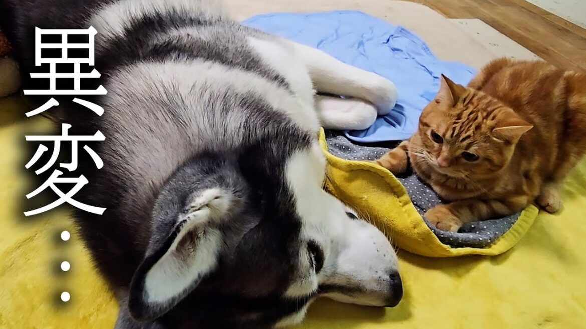 身体に異変が見つかりました...