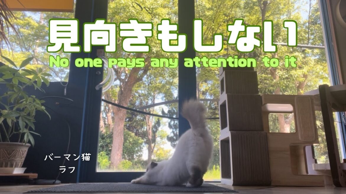バーマン猫ラフとウリとガブ【見向きもしない】No one pays any attention to it（バーマン猫）Birman/Cat