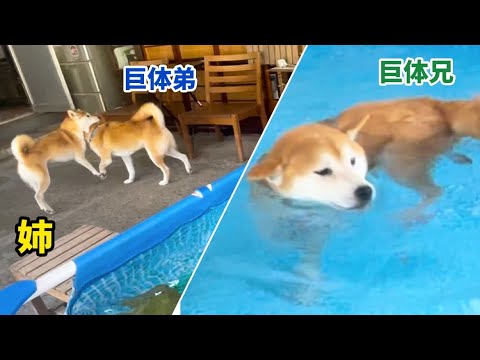 泳ぎたい弟柴犬は姉柴犬に連れて行かれました爆 泳ぎたい弟柴犬は姉柴犬に連れて行かれました爆