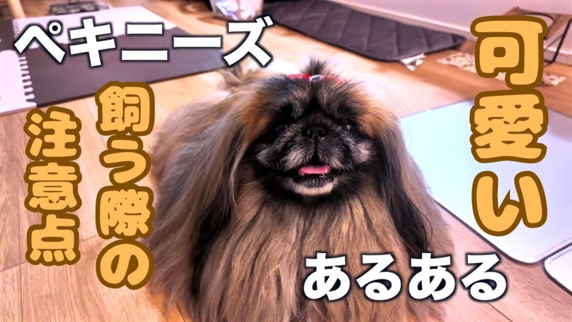 【犬あるある】我が家の可愛いペキニーズのあるあるについてご紹介します