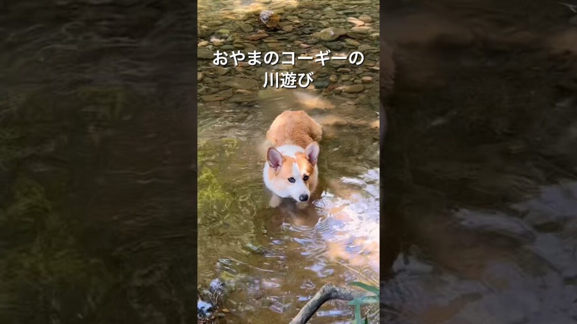 おやまのコーギーcorgi犬 おやまで川遊び！#コーギー #corgi #コーギー犬 #田舎暮らし #自然 #コーギーのいる暮らし #いぬのいる生活