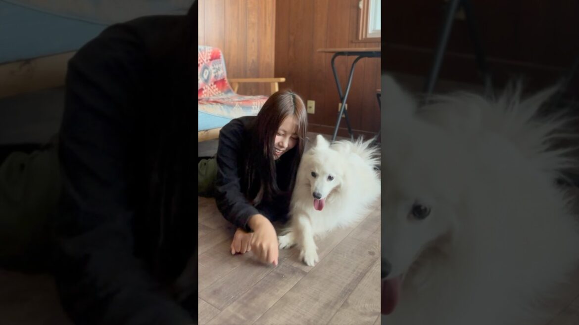 私の最高の遊び相手😍💕　#dog #日本スピッツ