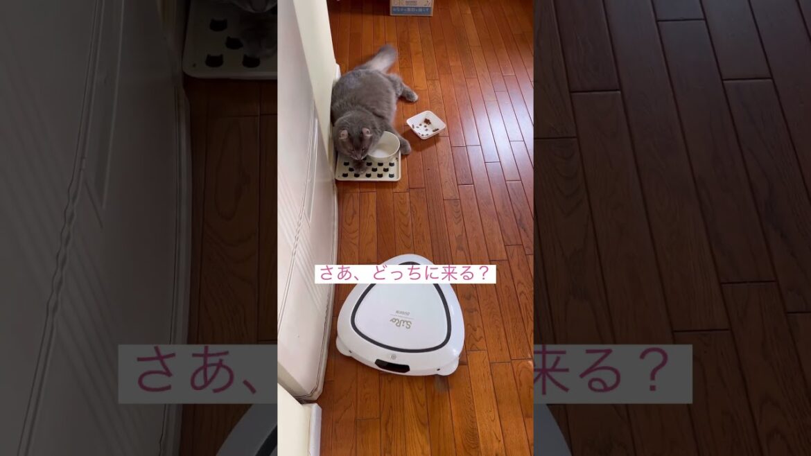 しっかり観察中 #ねこ動画 #アメリカンカール #かわいい猫