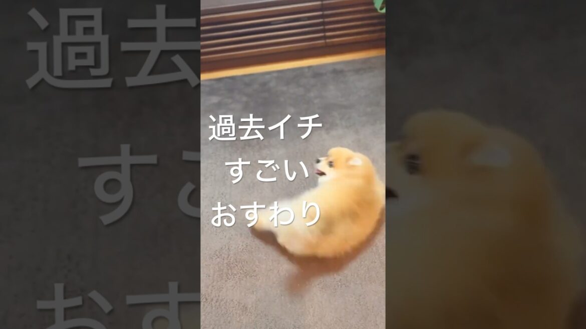 「おすわり」とは😳#shorts #ポメラニアン