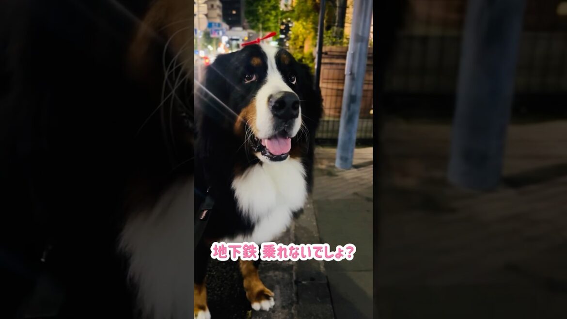 立ち止まり連発‼️カフェでも駅でも立ち止まるバーニーズ🐾