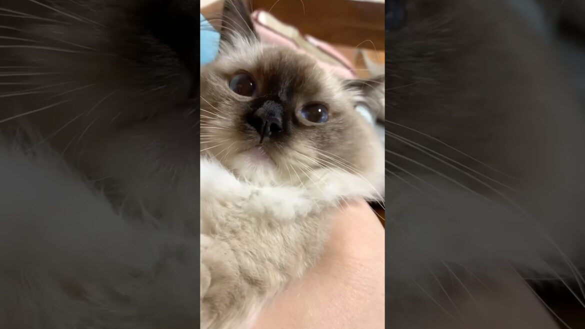 抱っこ大好きすぎる猫 #猫 #cat #子猫 #ragdolls #ラグドール #猫のいる暮らし #猫好きさんと繋がりたい #shorts #保護猫