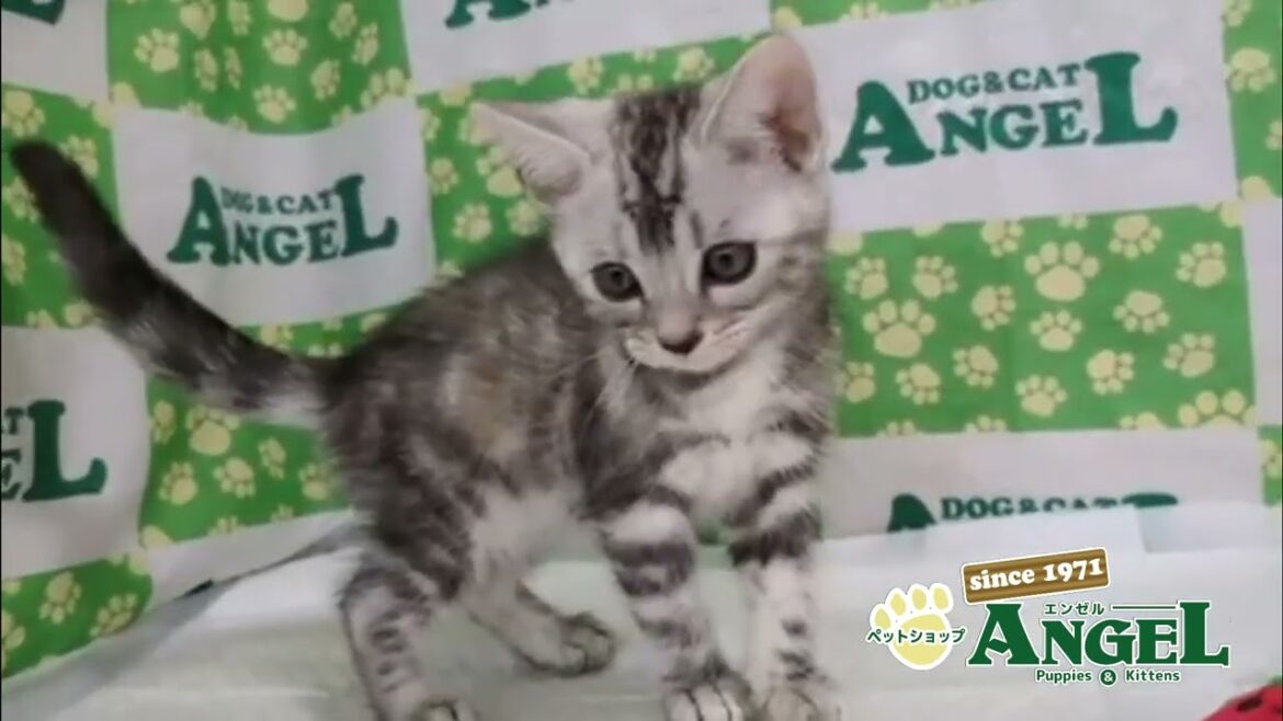 アメリカンショートヘアー 2508066 【ペットショップエンゼル 子犬・子猫販売】 アメリカンショートヘアー 2508066 【ペットショップエンゼル 子犬・子猫販売】