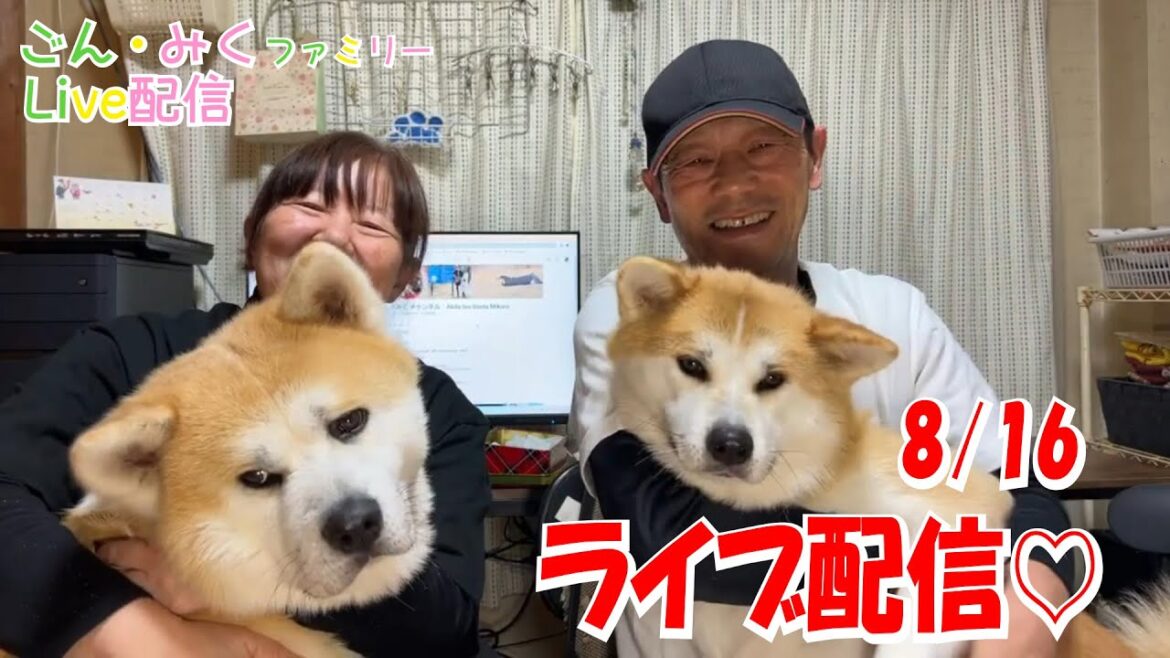 【ごん・みく】ファミリーライブ配信♪ 秋田犬【ごん・みく チャンネル】 【ごん・みく】ファミリーライブ配信♪ 秋田犬【ごん・みく チャンネル】