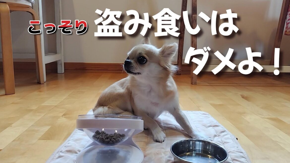 【待て！】世界一需要のないドッグチャレンジの記録は何分？盗み食いはダメよ！