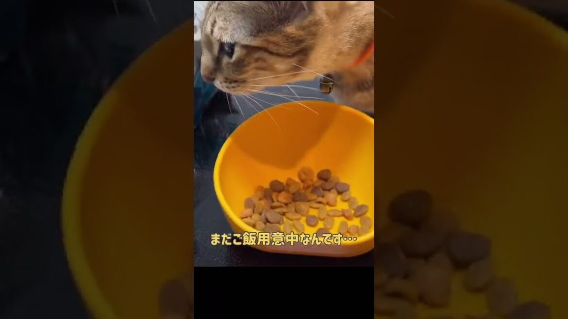 【ベンガル×シンガプーラ】盗み食いを見られた猫【＃shorts】