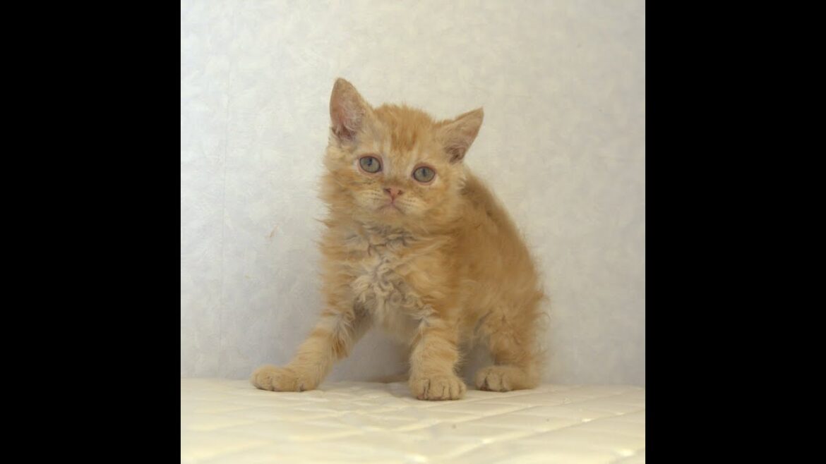 セルカークレックス子猫 Selkirk Rex 2025.5.28産まれ レッドタビー 巻き毛 セミロング 男の子 シーダキャット猫のお店 セルカークレックス子猫 Selkirk Rex 2025.5.28産まれ レッドタビー 巻き毛 セミロング 男の子 シーダキャット猫のお店