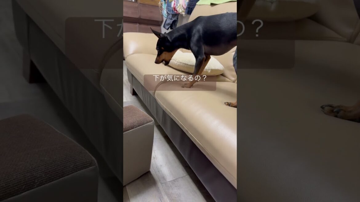 【ミニピン】かくれんぼ　#miniaturepinscher #ミニピン #ミニチュアピンシャー #優里