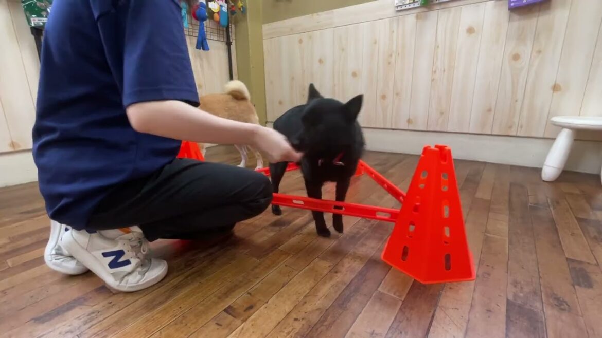 スキッパーキの”オセルくん”と”犬慣れ”の練習！