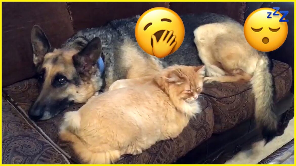 Dog & Cat Nap (Together!!)-plus-DNN California Dog & Cat Nap (Together!!)-plus-DNN California