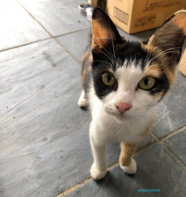 お寺に迷い込んできたところを保護された子猫 4才になった現在、あらためて「よく生きててくれた」と感慨深い気持ちに(ねこのきもち WEB MAGAZINE)|dメニューニュース(NTTドコモ) お寺に迷い込んできたところを保護された子猫 4才になった現在、あらためて「よく生きててくれた」と感慨深い気持ちに