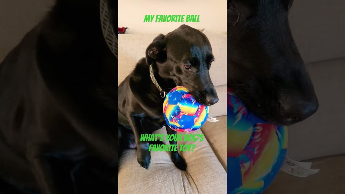 My Favorite Ball!  NERF AirTuff Soccer Dog Ball Toy #nerfdogtoy #labrador #funny #soccerdog #soccer